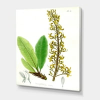 Art DesignArt винтидж бразилско растение IV Традиционно платно от печат на стена в. Широко. Високо