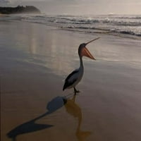 Австралийска пеликанска птица на плажа, остров Страдброк, Австралия Плакат за плакат от Пит Оксфорд