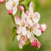 Hood River, Орегон, USA Close-Up of Apple Blossoms в близката плодове от плод Poster Protper от Janet Horton US38JHO0026