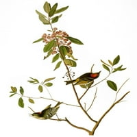 Audubon: Kinglet. Nruby